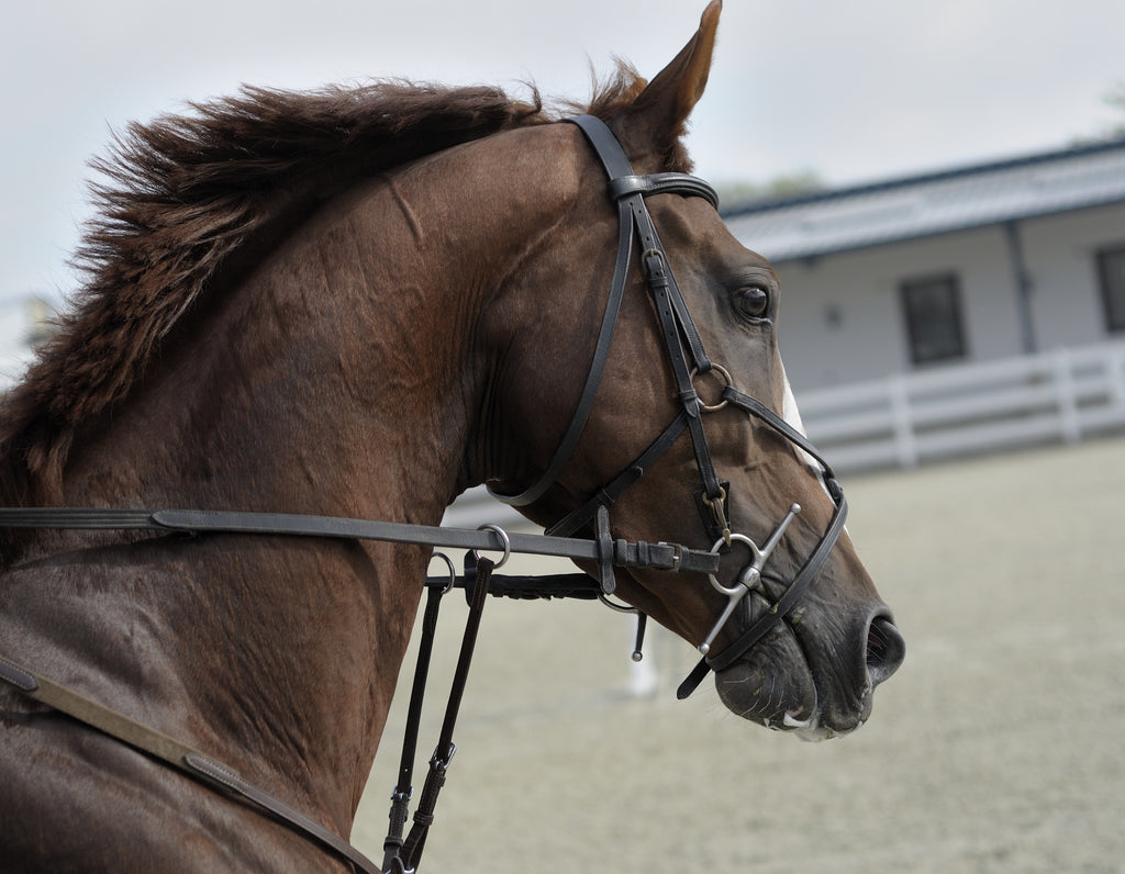 Савршена величина за склоништа за коње: научите шта је коњима заиста потребно